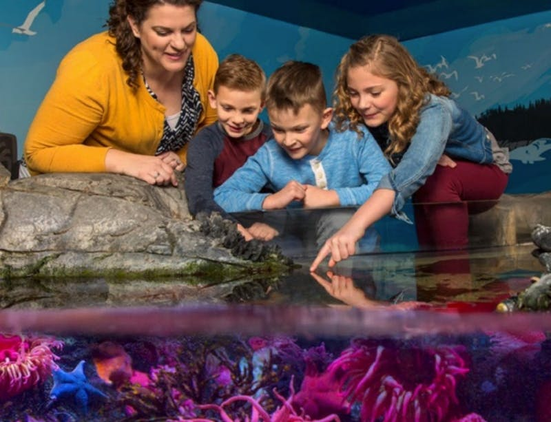 SEA LIFE Charlotte-Concord Tickets - Photo 1 of 12